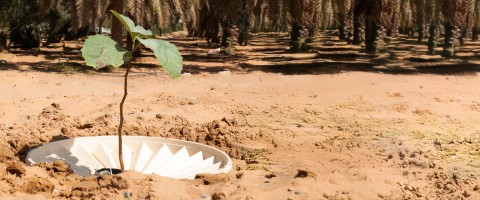 Plantação inovadora de árvores com a Groasis