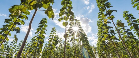 Soluções sustentáveis da Dealin.Green