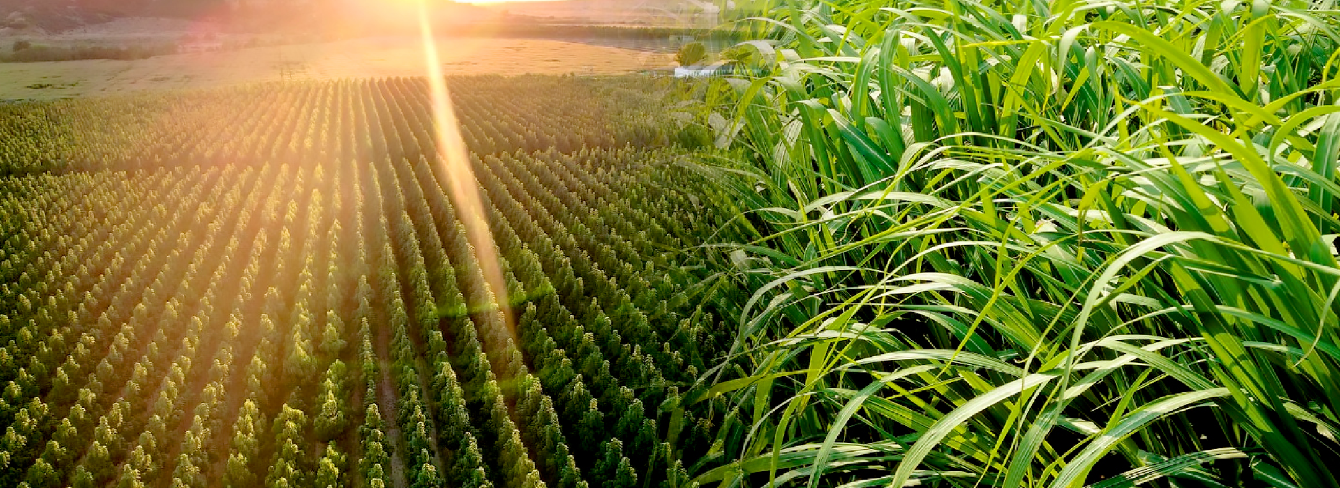 Curioso para saber mais?